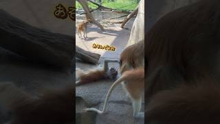 かまってちゃん／のんほいパーク［YouTube動物園］#パタスザル