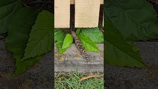 Eastern Blue-Tongued Lizard (Tiliqua scincoides scincoides)