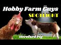 HFG Farm Animal Spotlight: Hereford Pigs