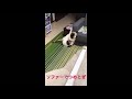 あんさんソファーでつめとぎ😭💦 ねこ ネコ 猫 ソファー つめとぎ バリバリ アニマル 癒し