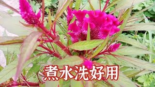 真没想到，农村鸡冠花煮水洗好用，解决好多人烦恼了解一下