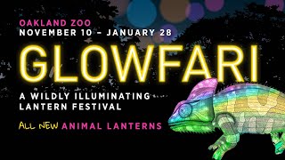 Glowfari at Oakland Zoo 2023/24