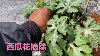 小刘种植的西瓜开花了，为什么全部摘掉？