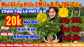 10/1☎️0868803221 Số Phụ (Hiếu)☎️🌲Mai Vàng Chơi Tết Giá Rẻ🌲Vài chục giống 20k-1Cặp 150k Bao Ship🌲