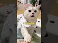 温暖银渐层~会叫妈妈会wink~ #cat #healing #cute#funny #funnyvideo