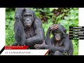 interesting facts on bonobo