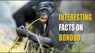 Interesting Facts On Bonobo