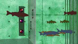 Animation shows how Michigan FishPass project will sort species