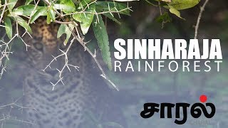 Sinharaja Rainforest in Tamil - சிங்கராஜா வனம் | Jaffna Tamil