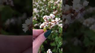 Цветение гречихи в Орловской области 🌾