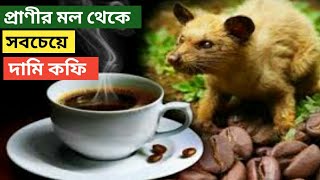 প্রাণীর মল থেকে সবচেয়ে দামি কফি|| লুয়াক|| ||Mysterious travel