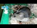 🐹 chomiczówka 15 6 ciekawostek o chomikach