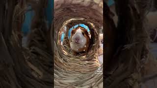 Guinea Pig Daily - Tunnel is so yummy! #guineapig #荷兰猪 #tiktok #豚鼠 #天竺鼠