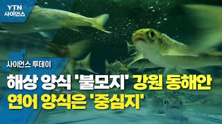 해상 양식 '불모지' 강원 동해안...연어 양식은 '중심지' / YTN 사이언스