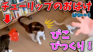 【DaiGo 猫】チューリップのお化け(みこ様)にぴこ様びっくり！【切り抜き】