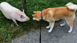 Akita Inu and phlegmatic pig