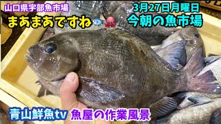 【魚競り】【まあまあですね🐙】【天然ブリ】【イイダコ】今朝の魚市場3月27日月曜日の水揚げ状況！