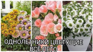 ОДНОЛЕТНИЕ РАСТЕНИЯ ЦВЕТУЩИЕ ВСЁ ЛЕТО.