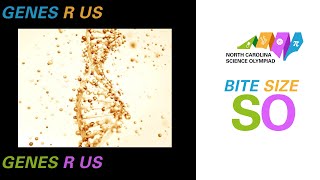 Bite Size SO - Genes R Us