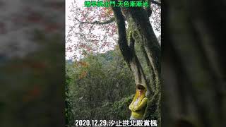 2020.12.29.汐止拱北殿的楓葉紅了