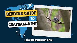 Birding Guide to Chatham-Kent