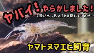 【ヤマトヌマエビ】最悪な飼育でした😱絶対注意して‼️