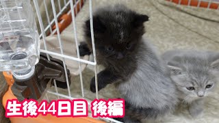 【生後44日目の子猫 後編】一生懸命 水を飲む赤ちゃん猫が可愛過ぎる！＃76