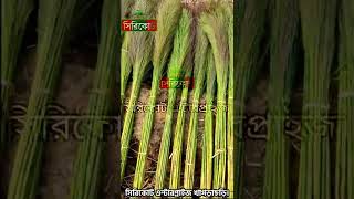 ফ্রেশ ফুল ঝাড়ু। fresh broom 🧹 সিরিকোট এন্টারপ্রাইজ খাগড়াছড়ি 01858839890