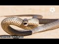 what is eastern brown snake. ईस्टर्न ब्राउन सांप क्या है snake trending viral easternbrownsnake