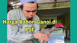 Harga indukan Ganoi di PJF / Antoni Putra Jaya Farm