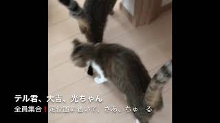 猫動画・みんな大好きちゅーるの時間