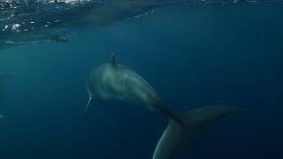 'So Majestic!': First Dwarf Minke Whales of the Season Sighted on Australia's Great Barrier Reef