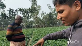 রংপুরের আলু চাষ #ahchannel# Potato cultivation in Rangpur#