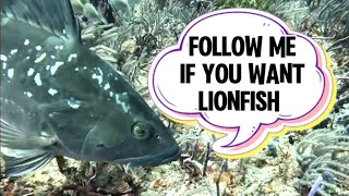 Groupers have the inside scoop