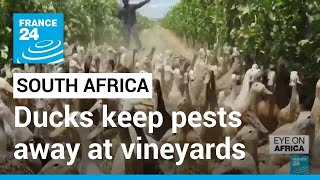 Ducks replace pesticides at South Africa vineyard • FRANCE 24 English