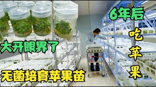 中国苹果看山东，山东苹果看栖霞，看完这个视频，就不会反驳了吧