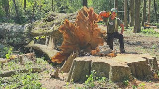 Cutting Giant Trees‼️🪓