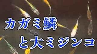 【メダカ】物欲センサーが暴走し我慢できんからメダカ無人販売所へ行った