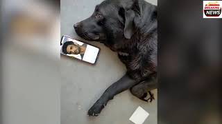 Heart Breaking To See Sushant Singh Rajput Dog Fudge is MISSING Him & Waiting For Him To Come Back