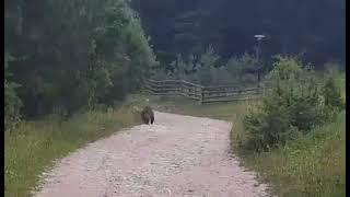 Medvedi na tari,selo Oslusa,video iz 2019.te