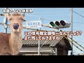 【生命力】群馬にある全国唯一のレア信号機