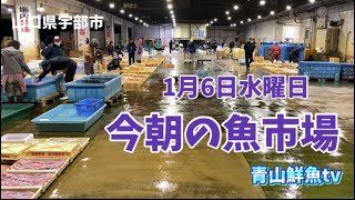 【魚市場】【朝セリ】今朝の魚市場1月6日水曜日の水揚げ状況！