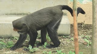 ブラッザグエノン (東武動物公園) 2020年9月18日