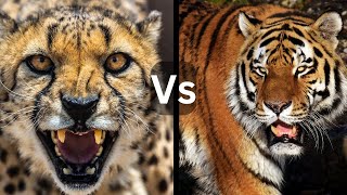 Cheetah Vs Tiger | Speed Vs Strength Showdown