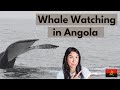 Let's Go Whale Watching off the Coast of Luanda, Angola !