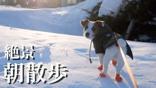 標高1500m美しすぎる雪山の日の出を見ながら朝散歩を楽しみました/ジャックラッセルテリア/多頭飼い