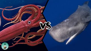 GIANT SQUID VS SPERM WHALE - Who would win this fight from the depths of the oceans?