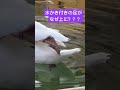 白鳥の足あげスタイル〜片足だけで泳ぐ謎〜なんでだろ？ コブハクチョウ　 足上げ　 白鳥の水かき