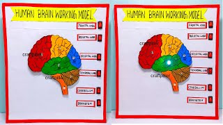 brain working mode science project for exhibition in simple and easy - diy parts | craftpiller