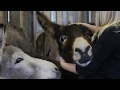 The Donkey Sanctuary